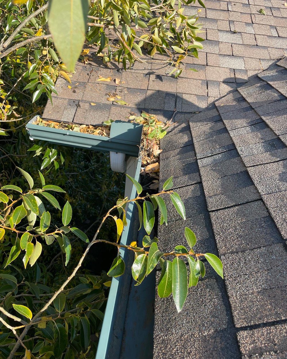 Image of plants and tree branches clogging up home water gutters.